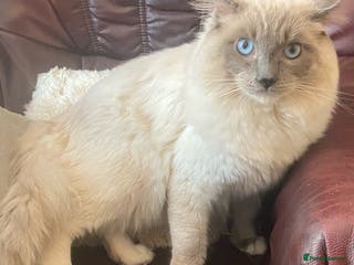 Ragdoll cats Ragdoll Male GCCF and TICA for stud duties in London - Advert 11