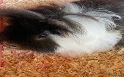 Guinea Pig rodents for sale: 2 Gorgeous Long Hair Male Guinea Pigs - Image 3
