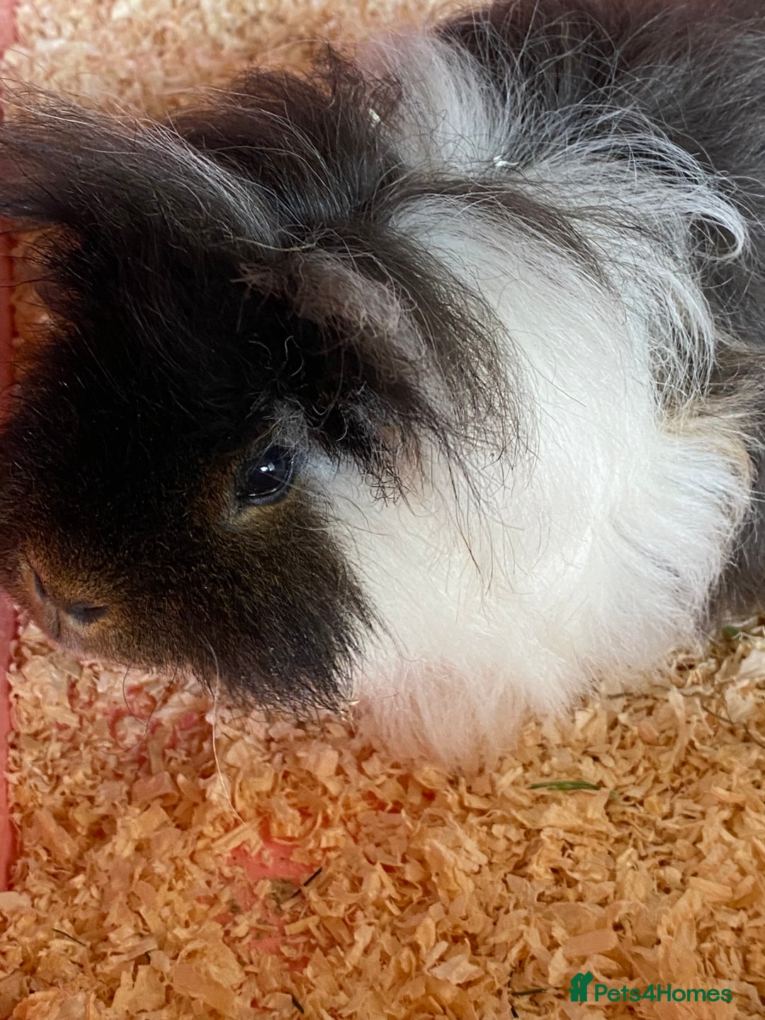 Guinea Pig rodents for sale: 2 Gorgeous Long Hair Male Guinea Pigs - Image 3
