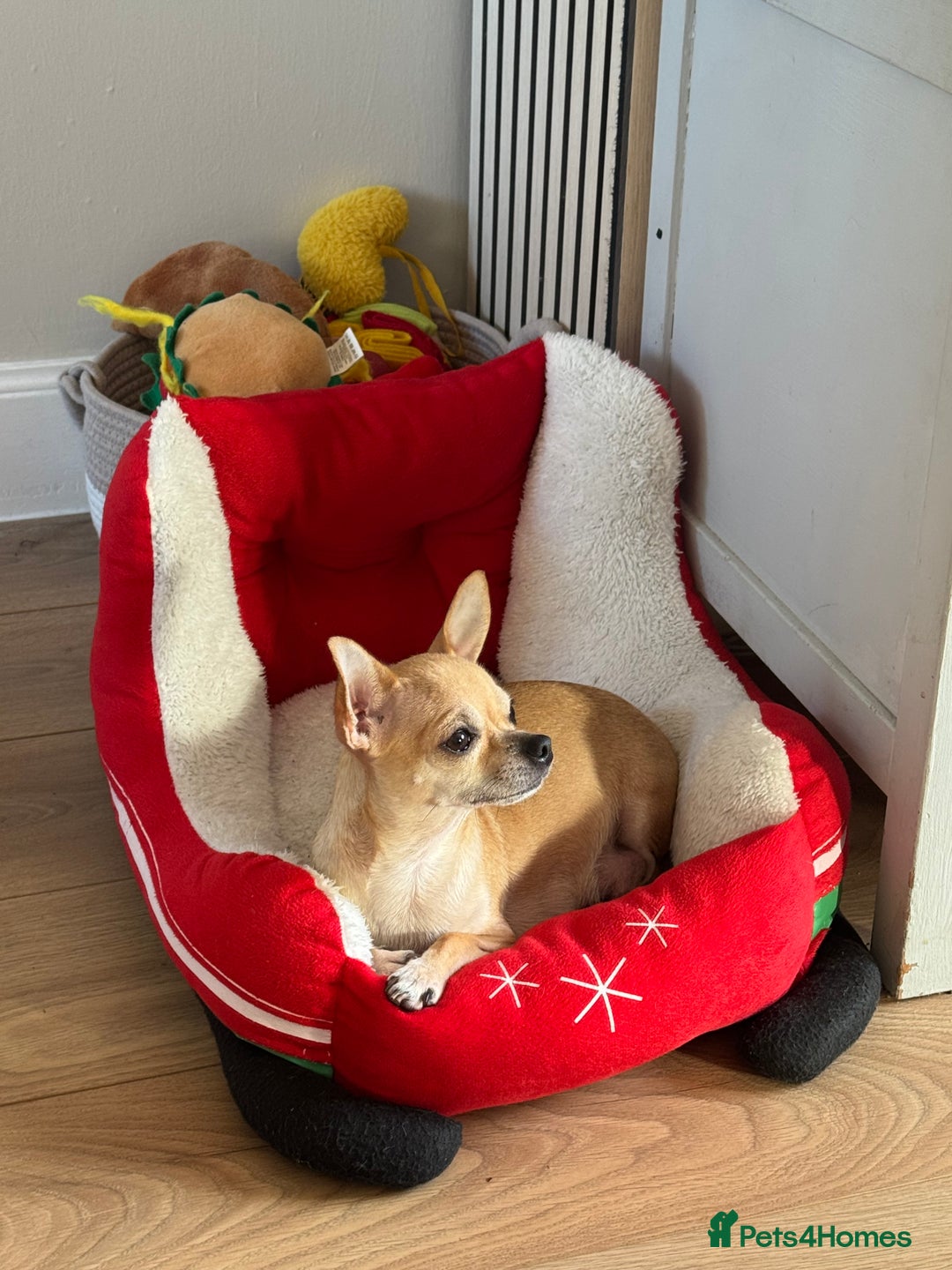 Chihuahua dogs for sale: Blue fawn male chihuahua puppy - Advert 13