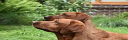 Labrador Retriever dogs for sale: EXCEPTIONAL KC reg DARK FOX RED LAB PUPS DUE  - Advert 21