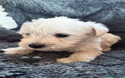 Miniature Schnauzer dogs for sale: Miniature Schnauzer Pups (White & Salt’n’Pepper) - Image 20