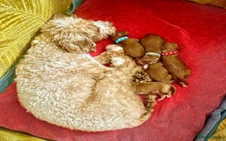 Cavapoo dogs for sale: Beautiful Red F1BB Cavapoo Puppies – Ready 10 Dec - Image 2