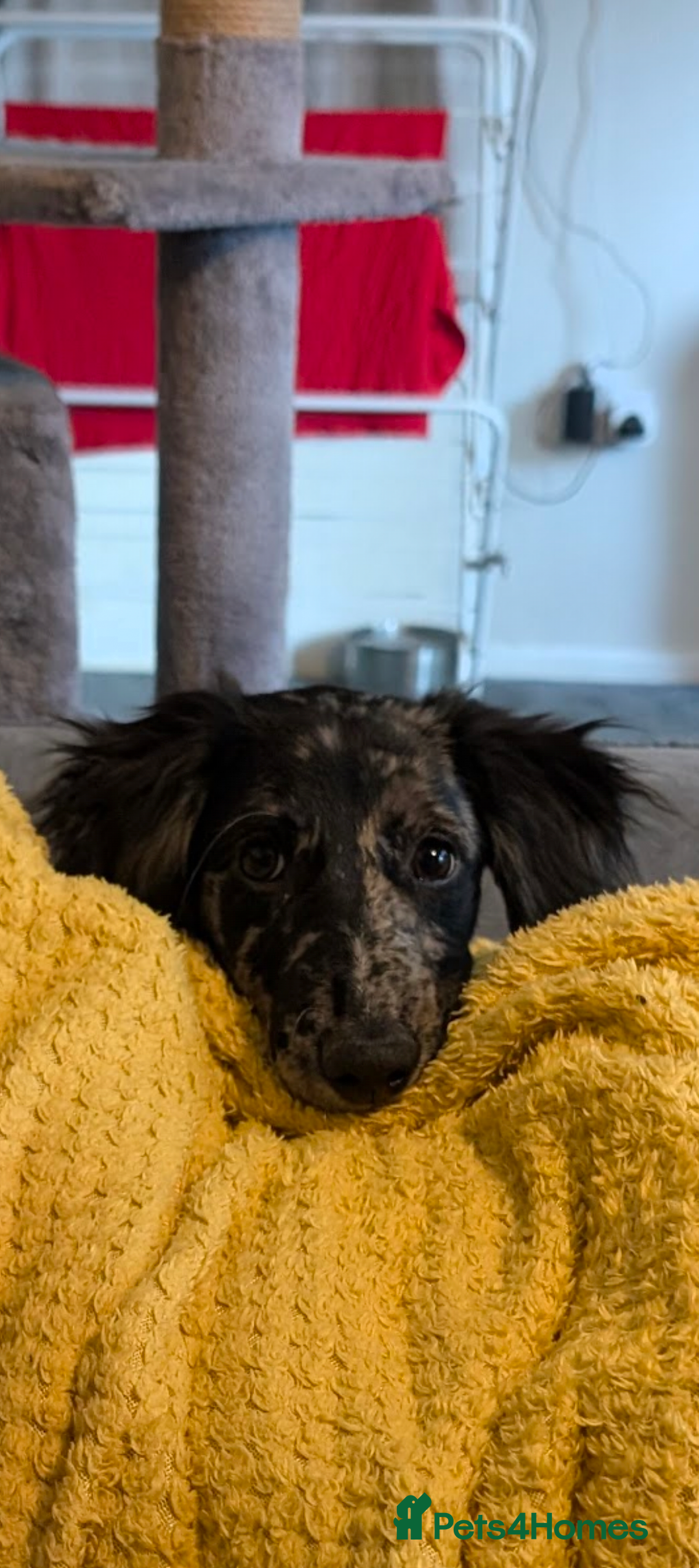 Mixed Breed dogs for sale: REHOME BORDERLUKI/TOBY  - Image 2