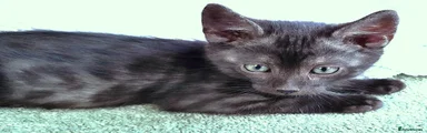 Bengal Kitten 3