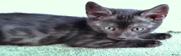 Bengal cats for sale: SMOKE CHARCOAL SILVER BENGAL MIX KITTENS - Advert 3