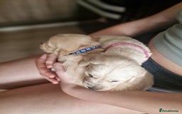 Golden Retriever dogs for sale: 🦮 two beautiful boys available  ❤️❤️ in Aberystwyth - Image 23