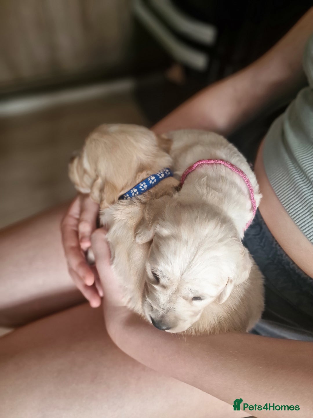 Golden Retriever dogs for sale: 🦮 two beautiful boys available  ❤️❤️ in Aberystwyth - Image 23