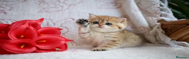 British Shorthair 1
