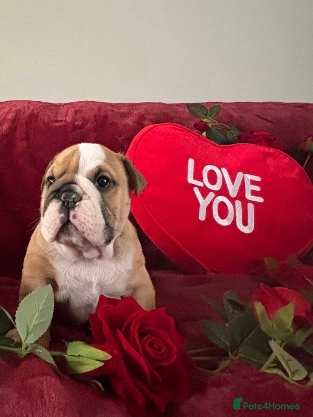 English Bulldog dogs for sale: Champion Sired KC Reg Bulldog Puppies  - Advert 16