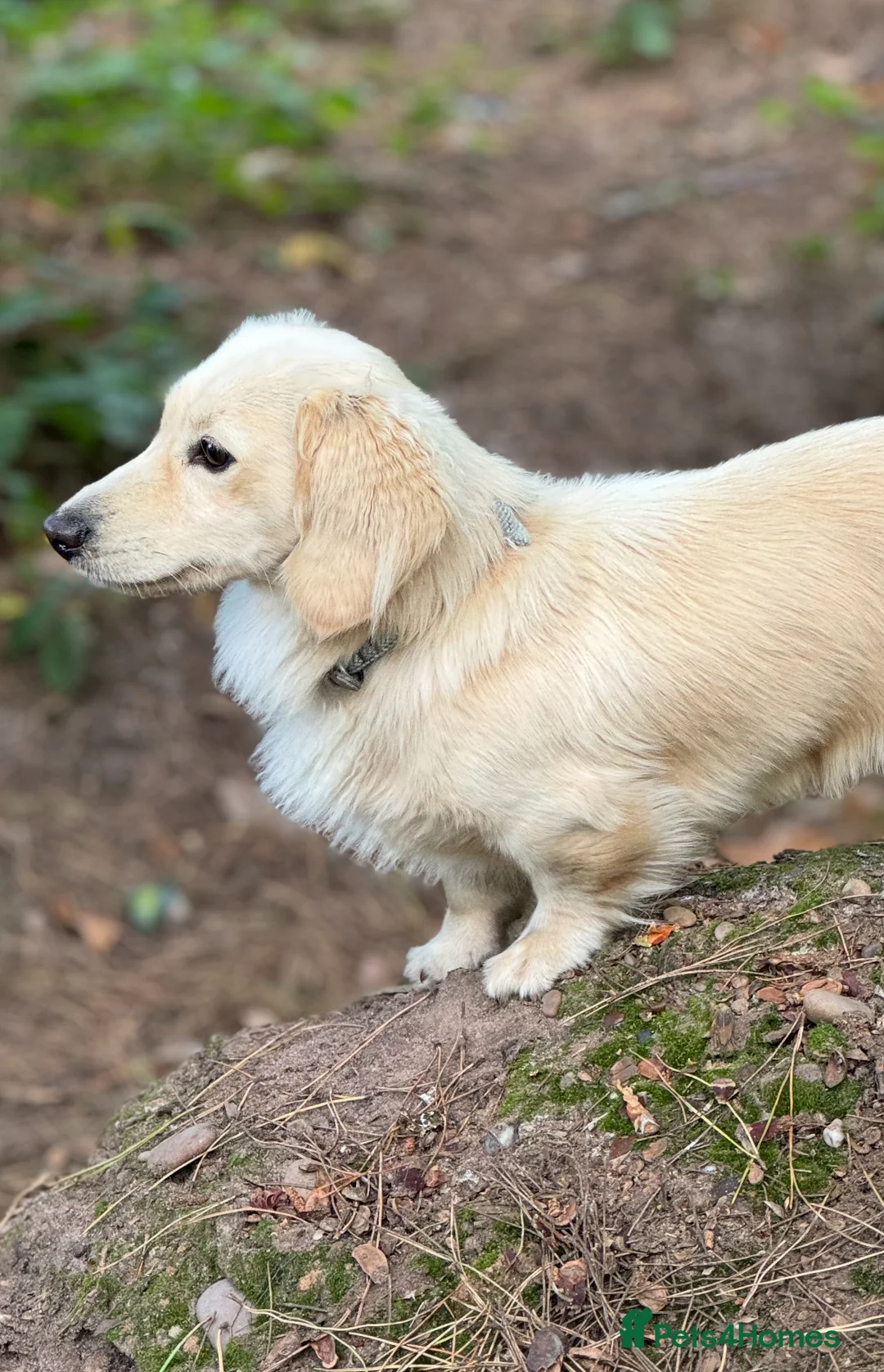 Miniature Dachshund dogs for stud: KC- ee/ii CREAM miniature LH dachshund in Sutton-in-Ashfield - Advert 1