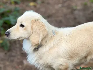 Miniature Dachshund dogs KC- ee/ii CREAM miniature LH dachshund in Sutton-in-Ashfield - Advert 7