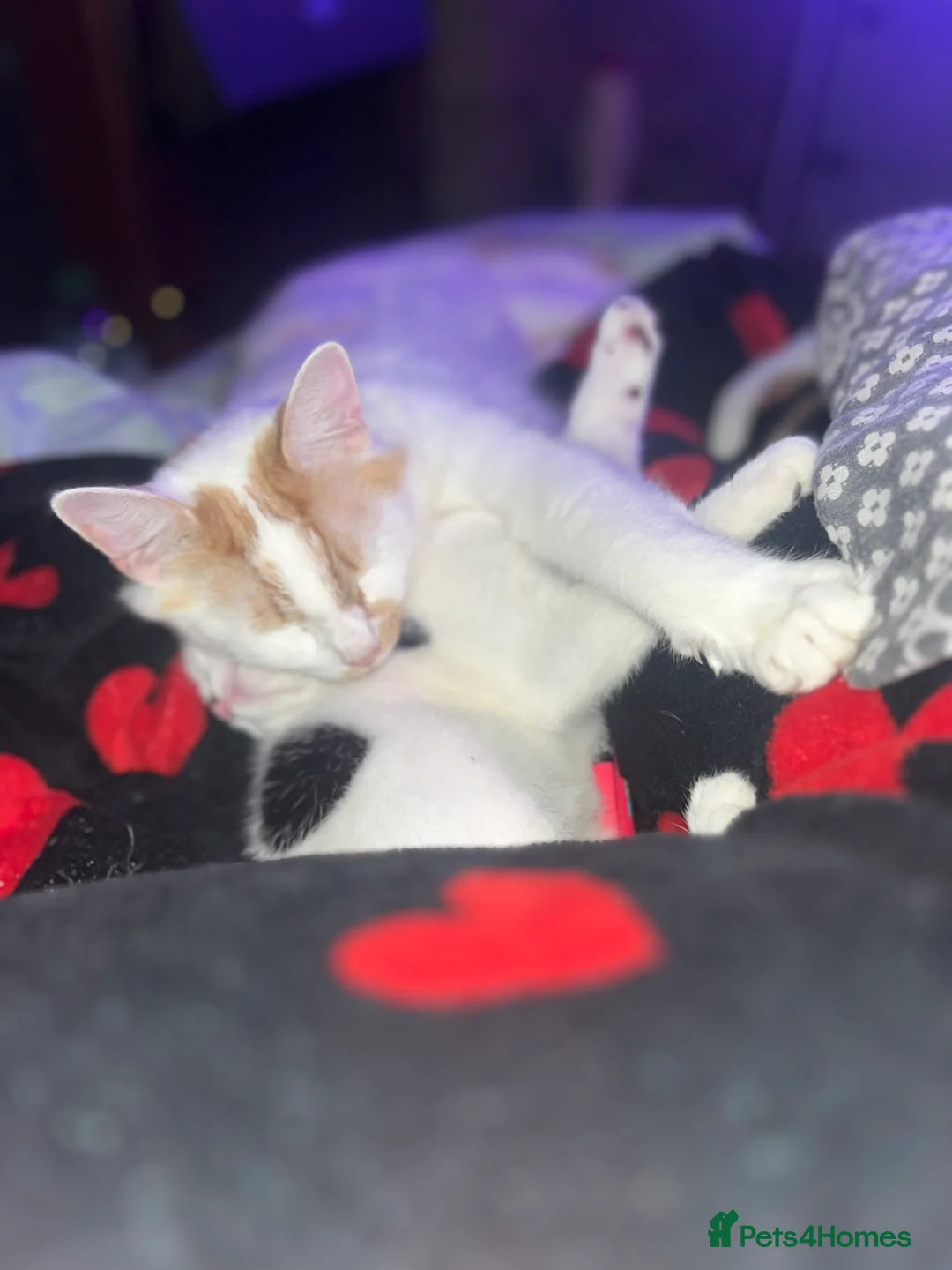 Mixed Breed cats for sale: Dorito  in Bishop Auckland - Advert 2