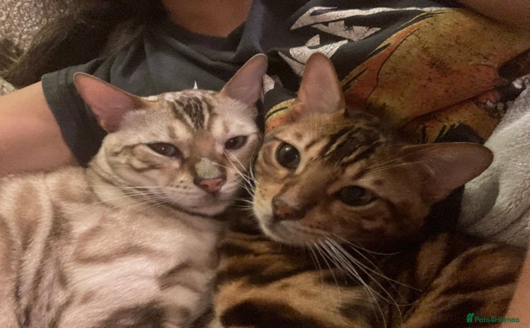 Bengal cats - Advert 4