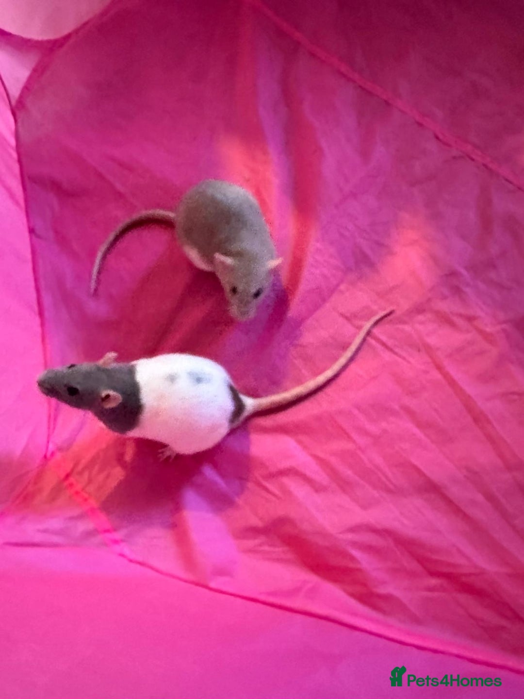 Rat rodents for sale: Two Pet Rats and Cage - Advert 4