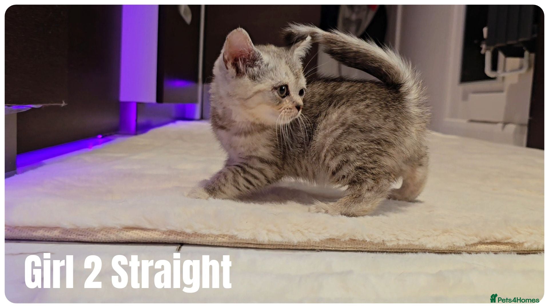 Scottish Fold cats Scottish Fold & Scottish Straight Kittens  🐾 - Advert 1