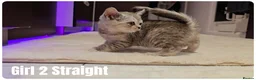 Scottish Fold cats for sale: Scottish Fold & Scottish Straight Kittens  🐾 - Advert 1