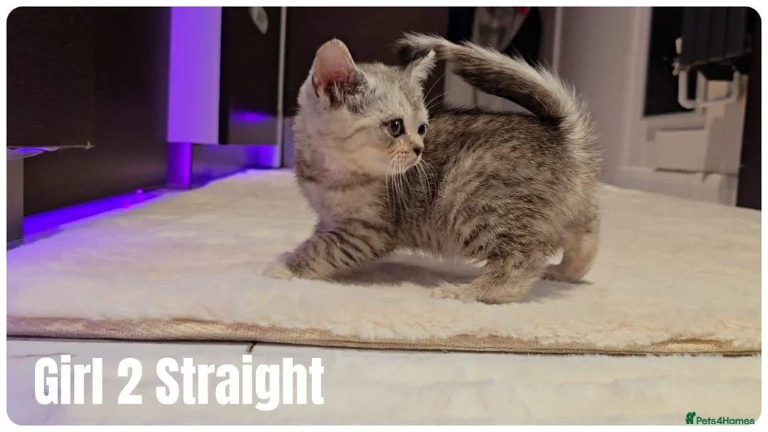 Scottish Fold cats for sale: Scottish Fold & Scottish Straight Kittens  🐾 - Advert 1