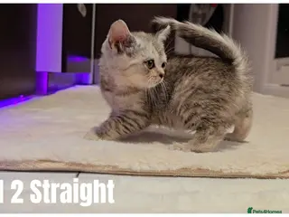 Scottish Fold cats Scottish Fold & Scottish Straight Kittens 🐾 - Advert 1