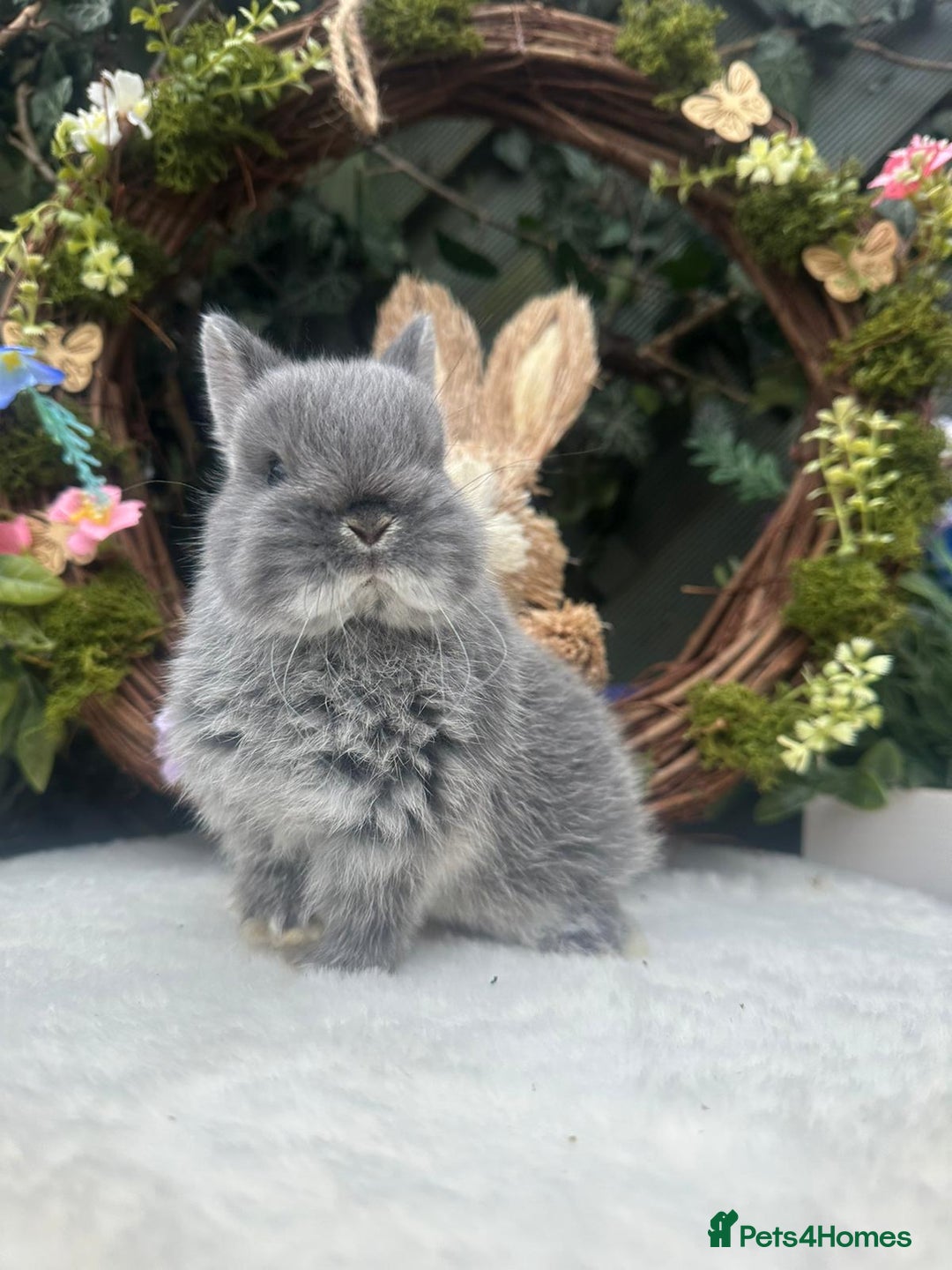 Netherland Dwarf rabbits for sale: Beautiful Netherland Dwarf Babys - Advert 2