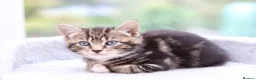 Mixed Breed cats for sale: Beautiful Tabby Kittens in Telford - Advert 32