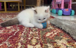 Ragdoll cats for sale: Pure fluffy Ragdoll kittens looking for5 star home - Image 4