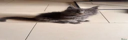 Maine Coon cats for sale: GCCF Rarely Available Mackerel XXLRussianBloodline - Advert 2