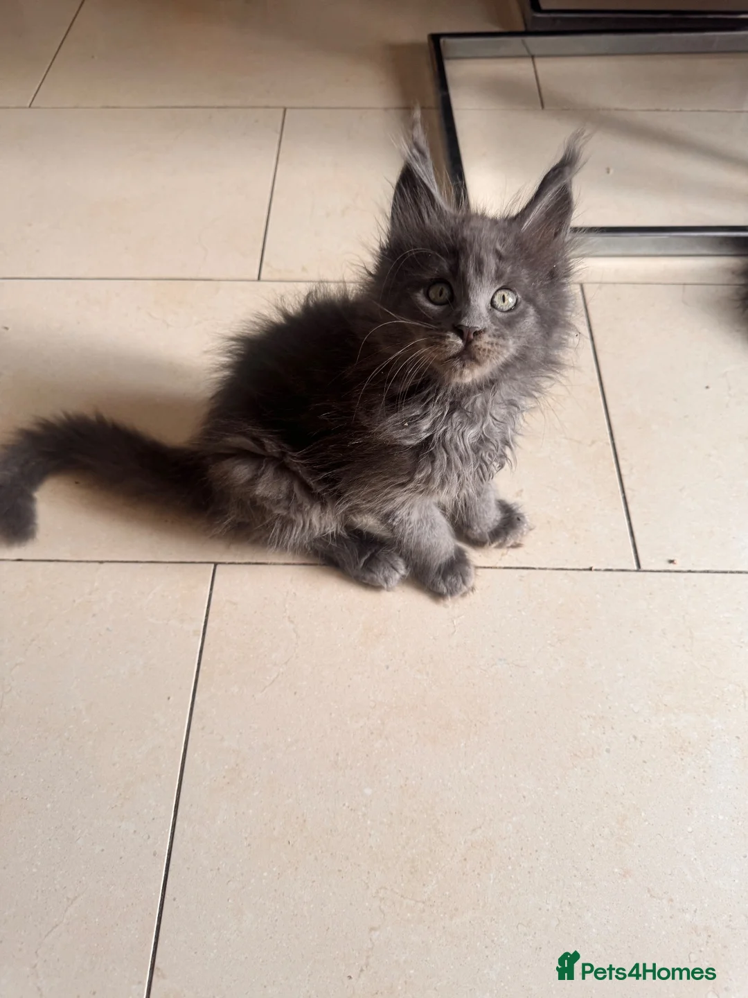 Maine Coon cats for sale: GCCF Rarely Available Mackerel XXLRussianBloodline - Advert 2