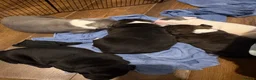 Staffordshire Bull Terrier dogs for sale: Staffy pups  - Advert 11