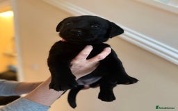 Labrador Retriever dogs for sale: 3 gorgeous black Labrador puppies - Image 6