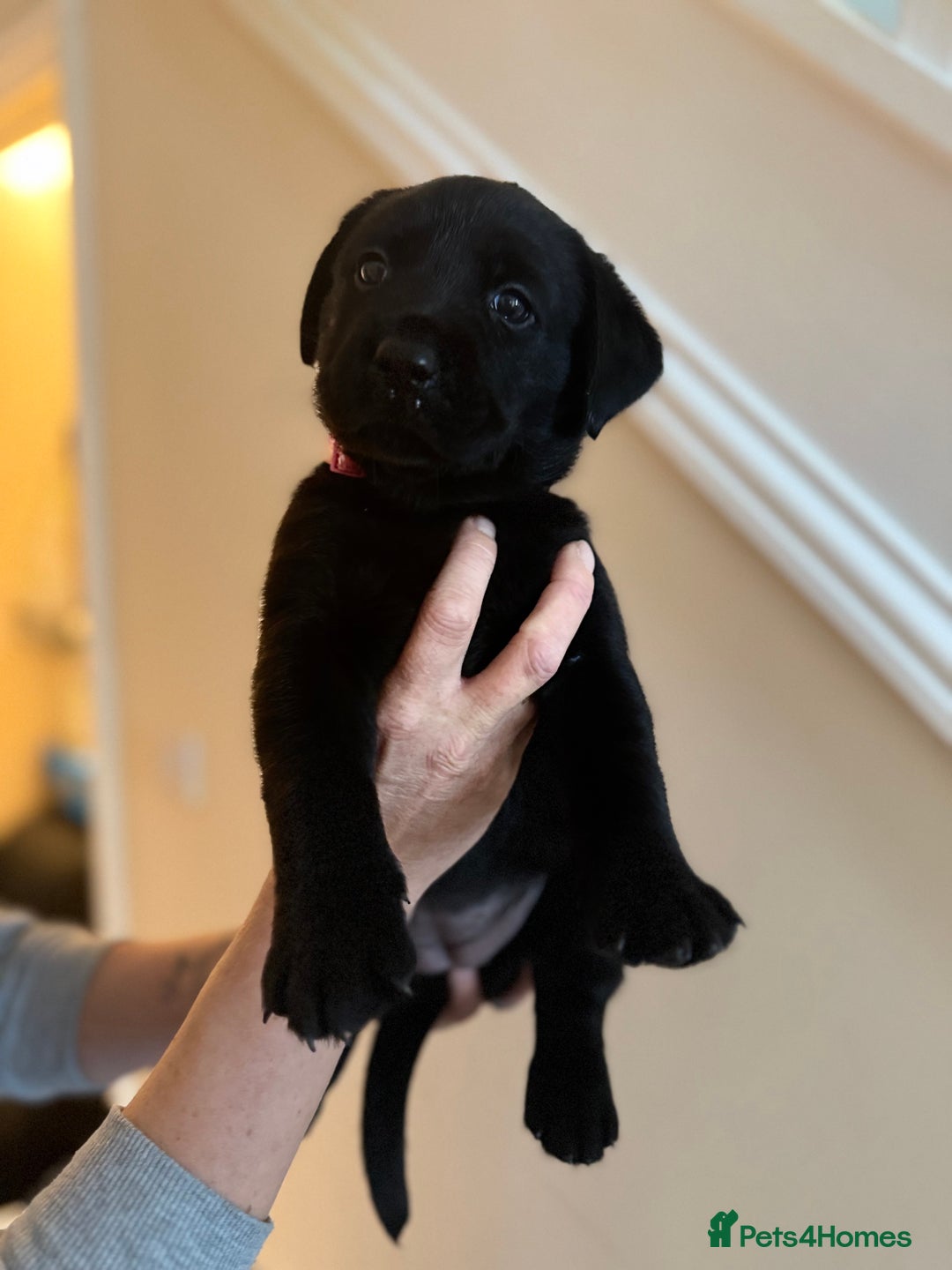 Labrador Retriever dogs for sale: 3 gorgeous black Labrador puppies - Image 6