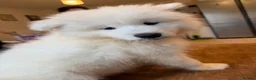 Samoyed dogs for sale: Beautiful pedigree kc Samoyed  - Advert 7