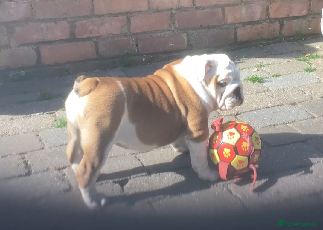 Toy Bulldog Puppy Bulldogs For Sale Near Me Toy English Bulldog