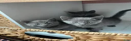 Russian Blue cats for sale: Russian blue kittens  - Advert 6