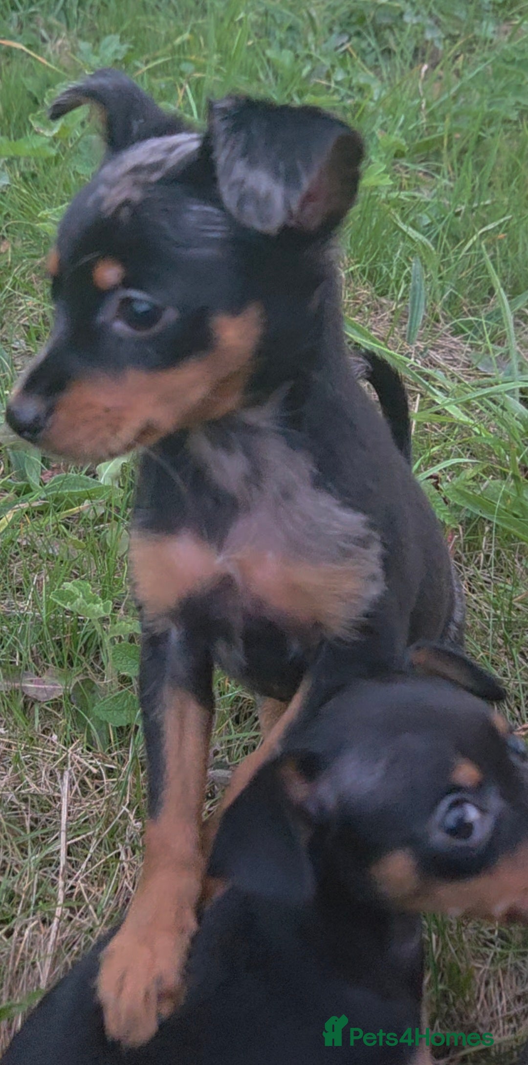 Miniature Pinscher dogs for sale: Miniture Pinscher/Prague Ratter  - Image 11