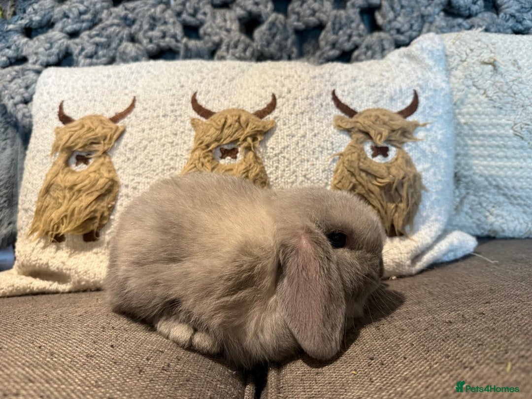 Mini Lop rabbits for sale: 2 Seal Point Lop bucks for sale  - Advert 5