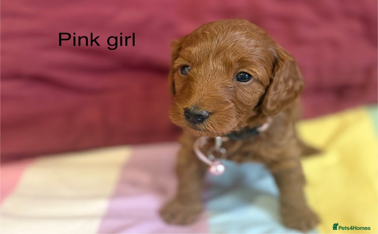 Cockapoo dogs - Advert 3