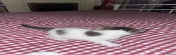 Siberian cats for sale: 3 Siberian Kittens  - Advert 11