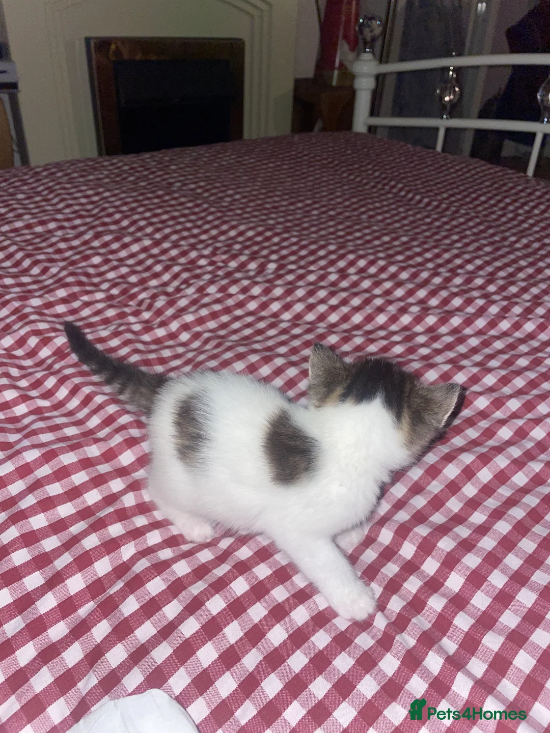 Siberian cats for sale: 3 Siberian Kittens  - Advert 11