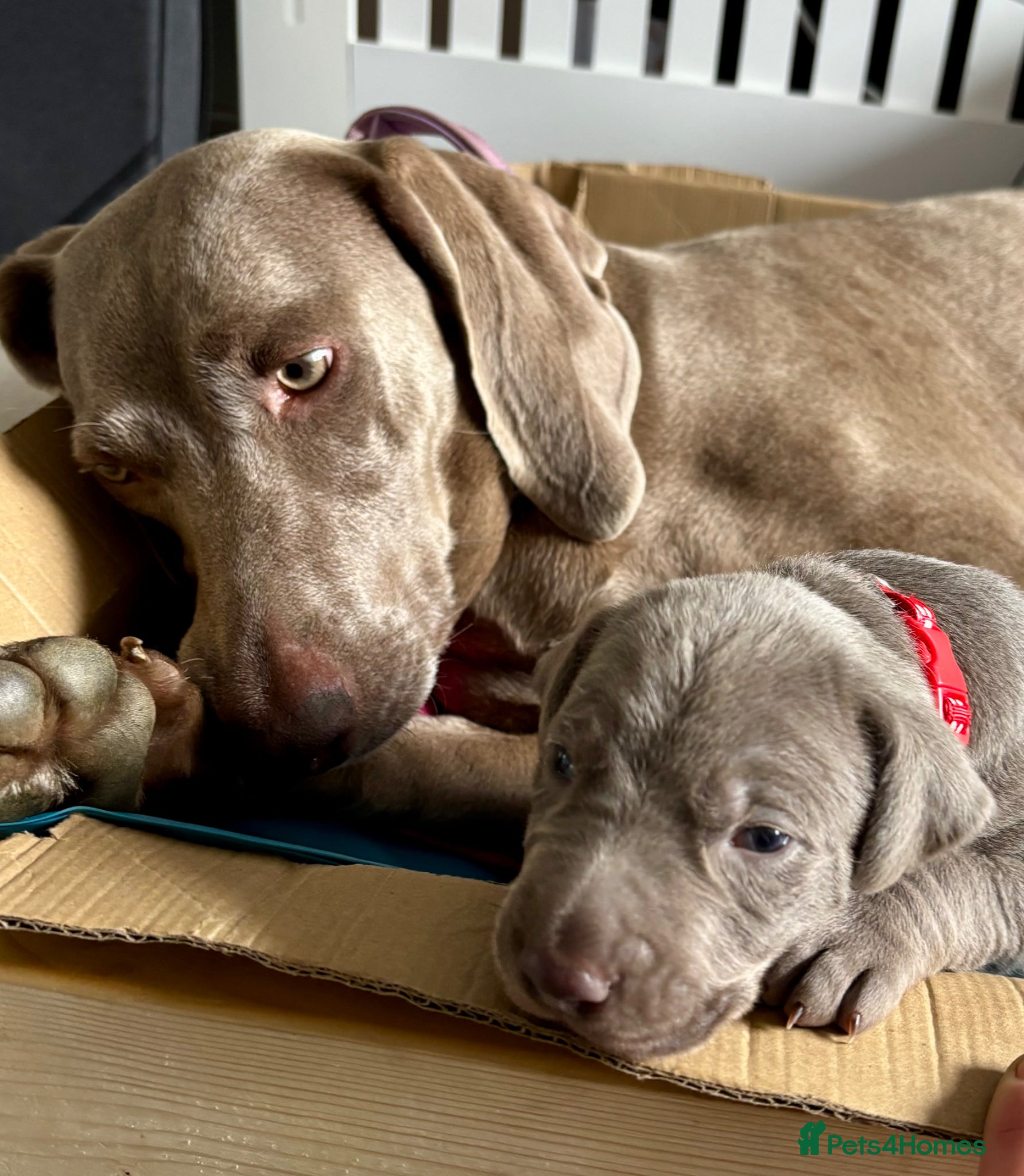 Mixed Breed dogs WEIM X DOBERMAN CHAMPION BLOODLINE PUPS - Advert 16