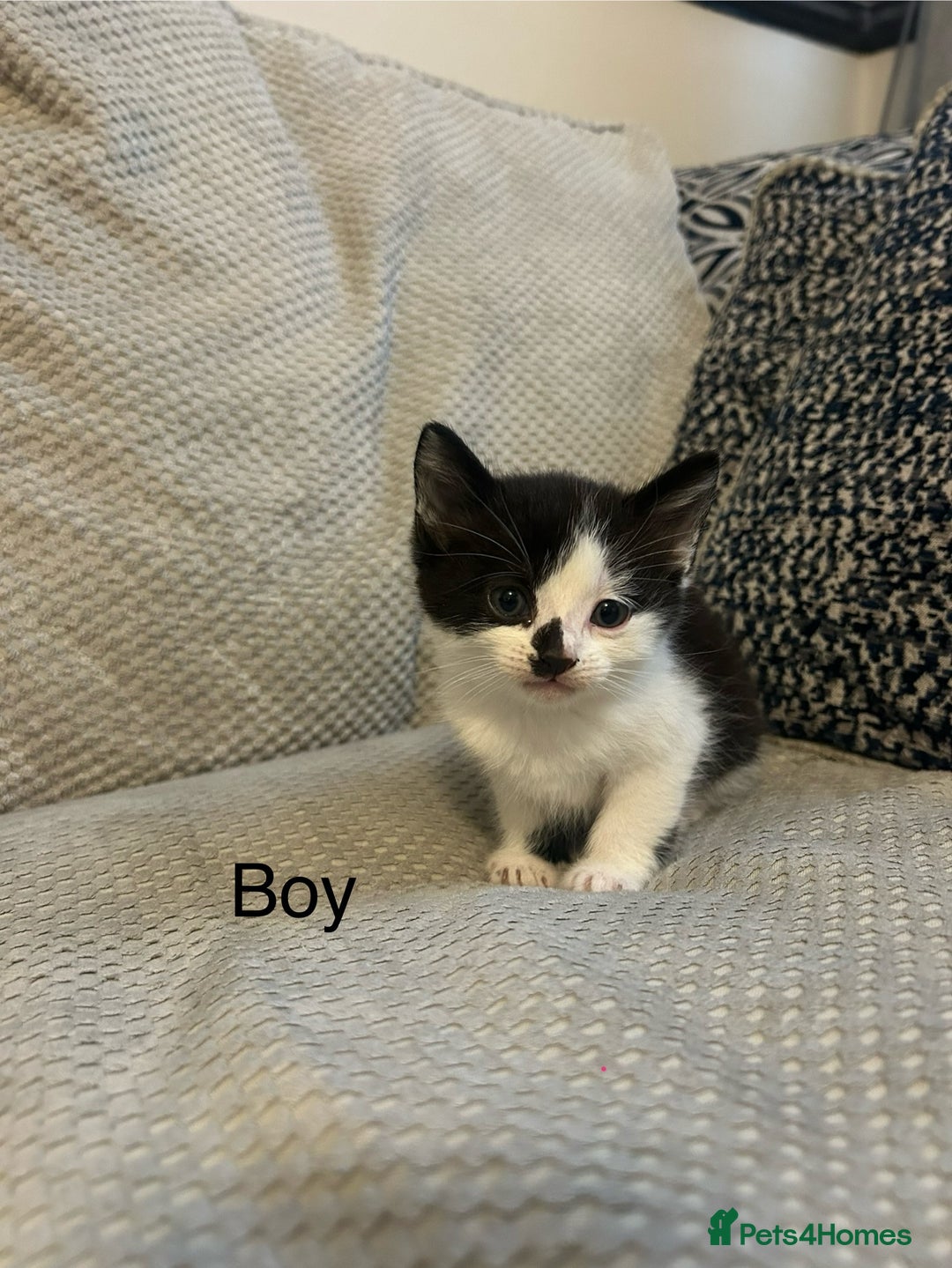 Domestic Shorthair cats for sale: 5 Beautiful Kittens - Advert 4