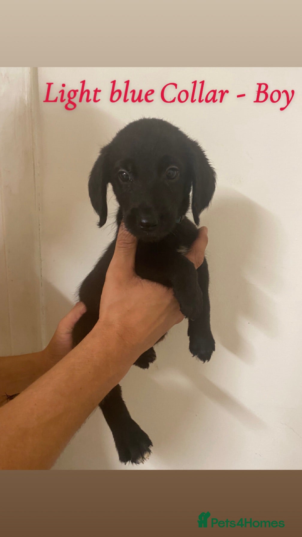 Labradoodle dogs Beautiful F1 Labradoodle Puppies for Sale🐾 - Advert 1