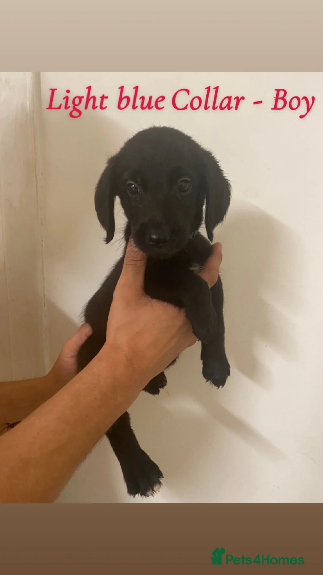 Labradoodle dogs for sale: Beautiful F1 Labradoodle Puppies for Sale🐾 - Advert 1