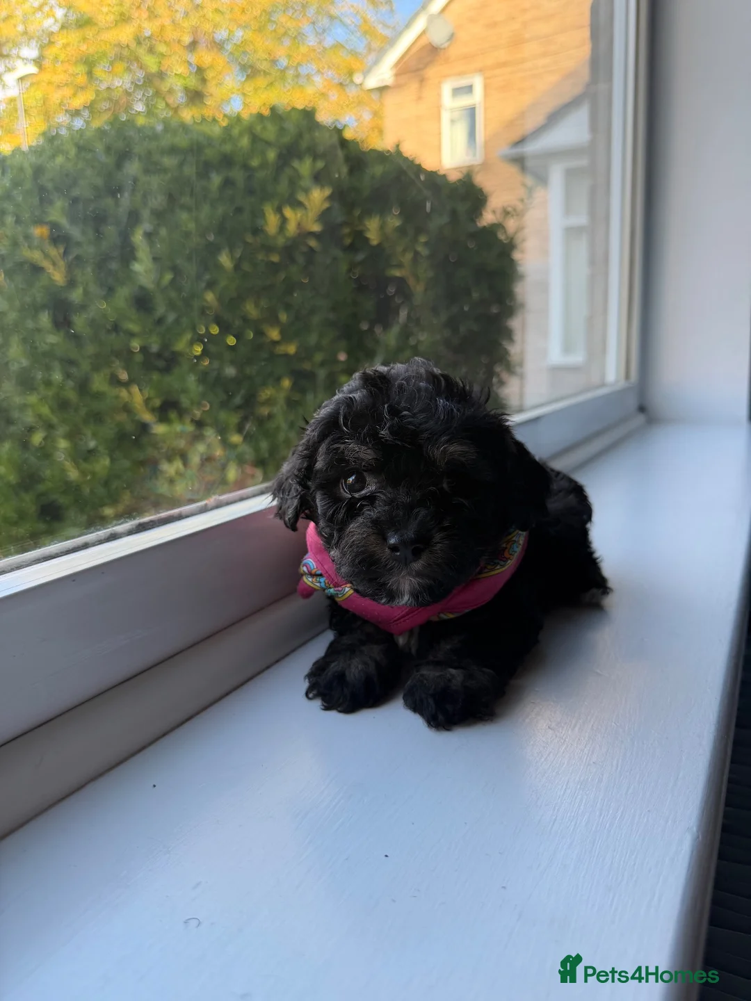 Mixed Breed dogs for sale: Two puppies available for sale - Advert 7