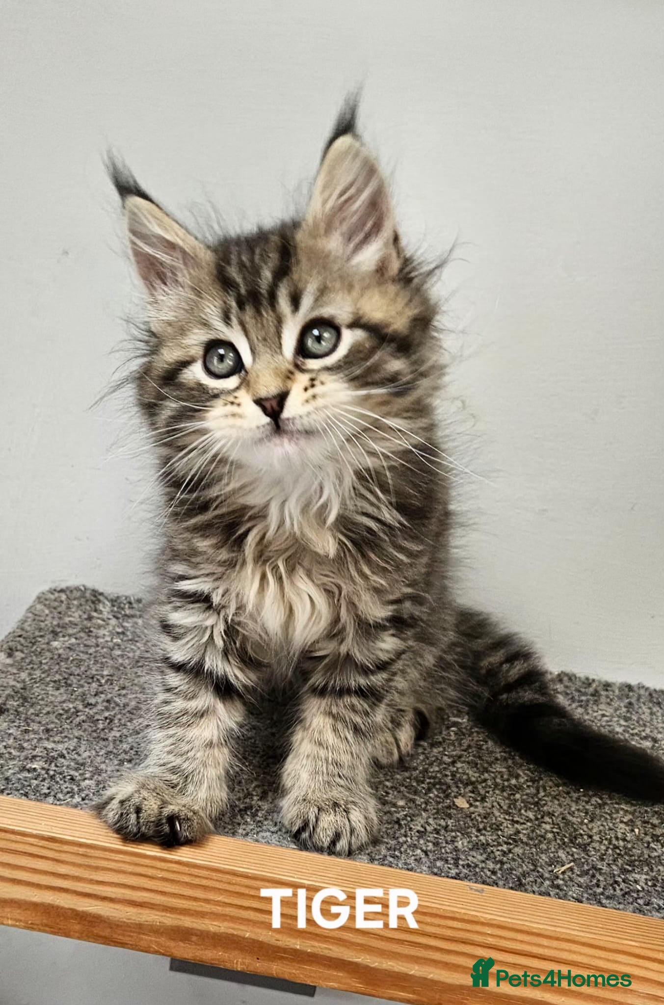 Maine Coon cats Large Maine Coon kittens regd European bloodline  - Advert 6