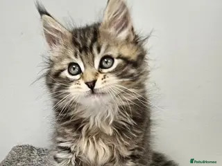 Maine Coon cats Large Maine Coon kittens regd European bloodline - Advert 6