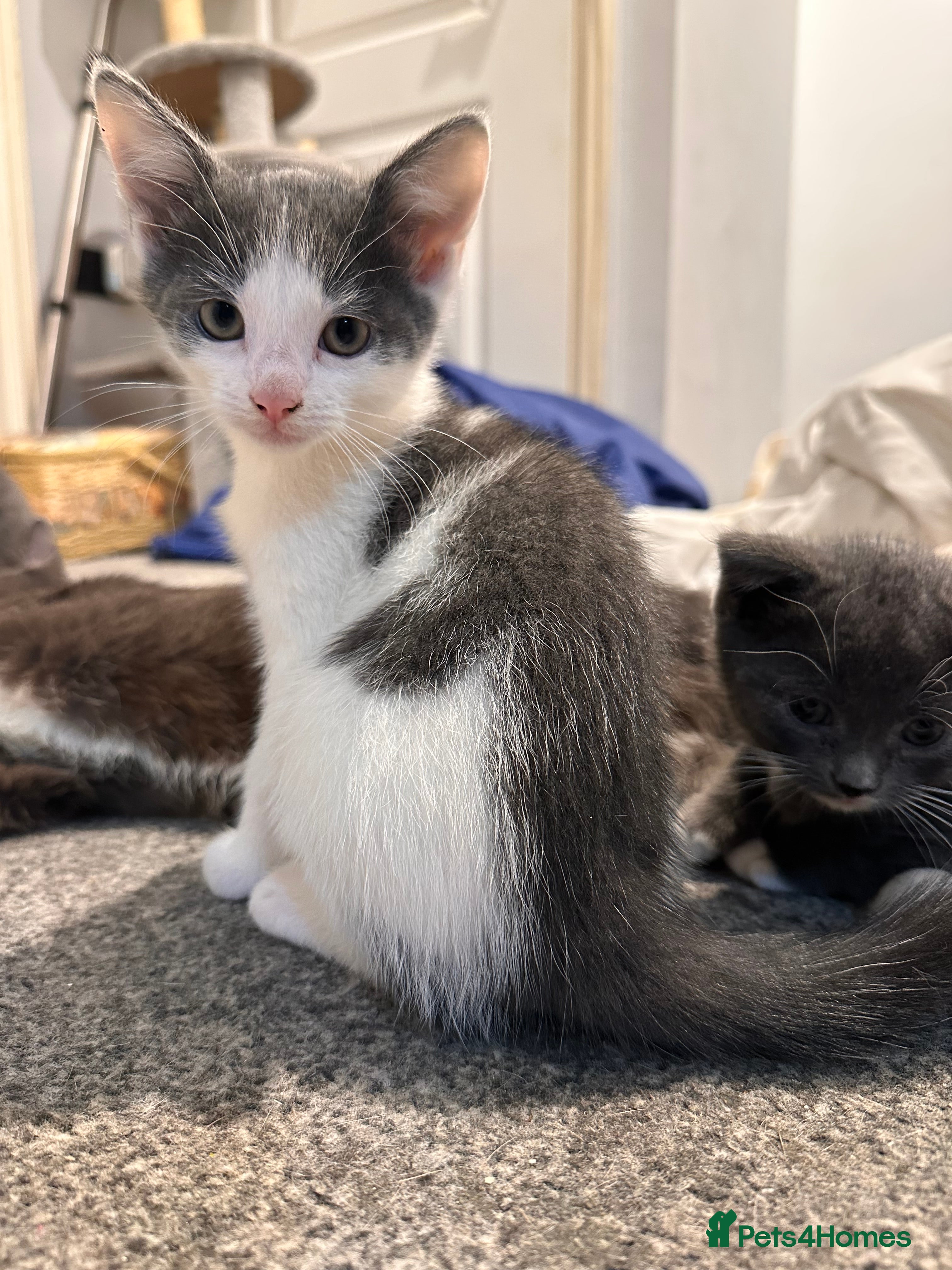 Mixed Breed cats Playful boys - Advert 3