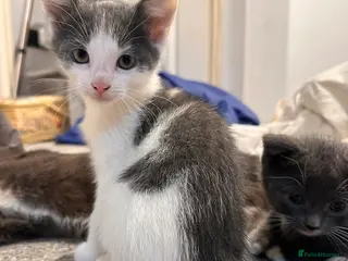 Mixed Breed cats Playful boys - Advert 3