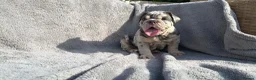 English Bulldog dogs for sale: KC registered Quality English bulldog pups - Advert 8