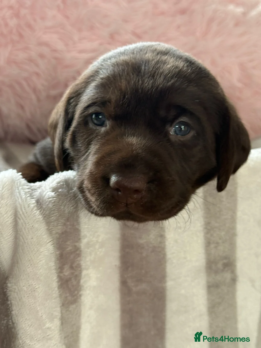 Labrador Retriever dogs for sale: Beautiful KC Chocolate Labrador Puppies - Advert 6